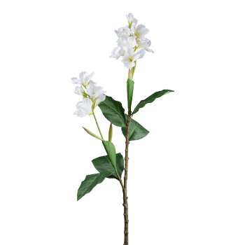 Canna, 144cm, white