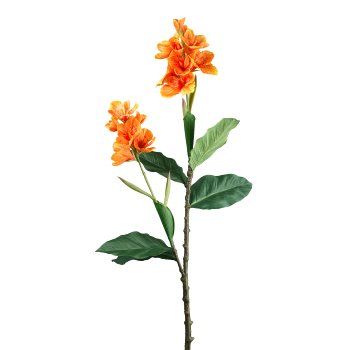 Canna, 144cm, orange