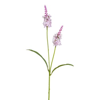 Lysimachia x2, 63cm, rosa