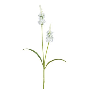 Lysimachia x2, 63cm, weiß