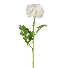 Ranunculus, 46 cm, white