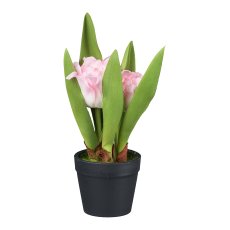Tulips in pot, 14 cm, pink