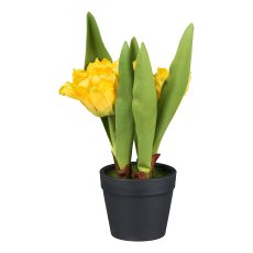 Tulips in pot, 14 cm, yellow