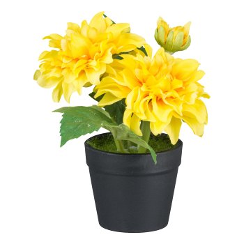 Dalien in pot, 14cm, yellow