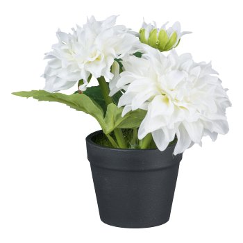 Dalia in pot, 14cm, white