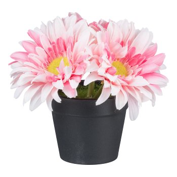 Gerbera in pot, 14cm, pink