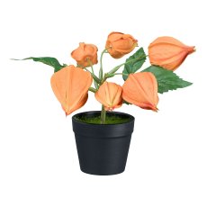 Frittilaria in pot, 14cm, orange