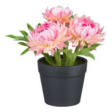 Straw flowers in pot, 14cm, pink