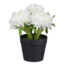 Straw flowers in pot, 14cm, white