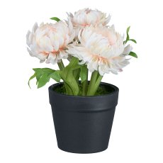 Straw flowers in pot, 14cm, peach