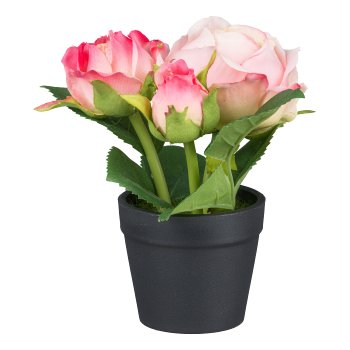 Rosen im Topf, 14cm, rosa