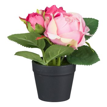 Roses in pot, 14cm, dark pink