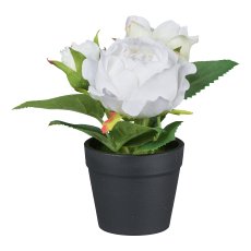 Roses in pot, 14 cm, white