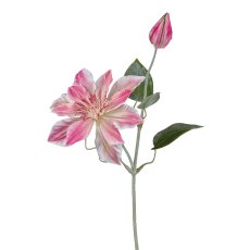 Clematis, 45 cm, rosa