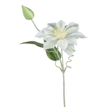 Clematis, 45cm, weiß