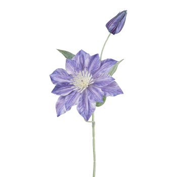 Clematis, 45cm, blau