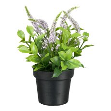Veronica in pot, 18 cm, purple