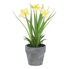 Daffodil in grey pot, 18 cm,