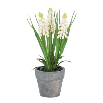 Muscari im grauen Topf, 18cm, weiß