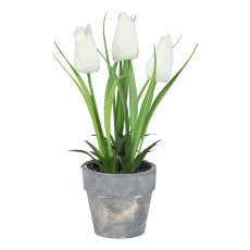 Tulpe im grauen Topf, 18cm, weiß