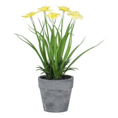 Daffodil in grey pot, 22 cm,