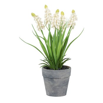 Muscari im grauen Topf, 22cm, weiß