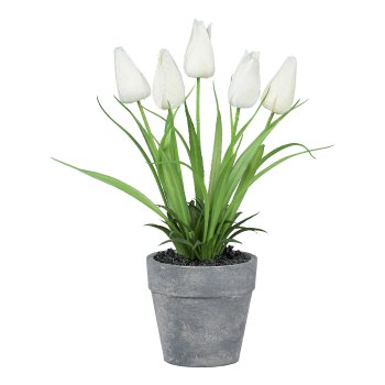 Tulpe im grauen Topf, 22cm, weiß