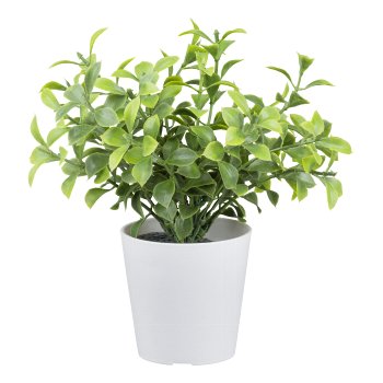 Boxwood in white plastic pot, 15cm, green