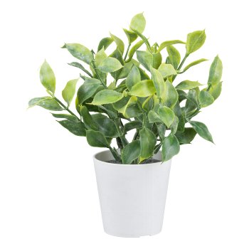 Ruscus im weißen Kunststofftopf, 15cm, grün