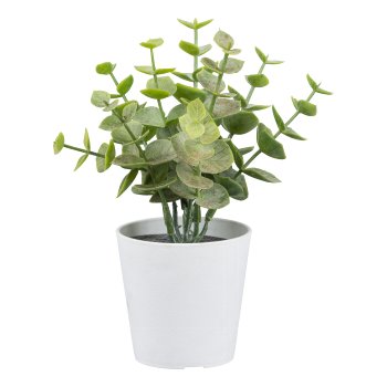 Eucalyptus in white plastic pot, 15cm, green