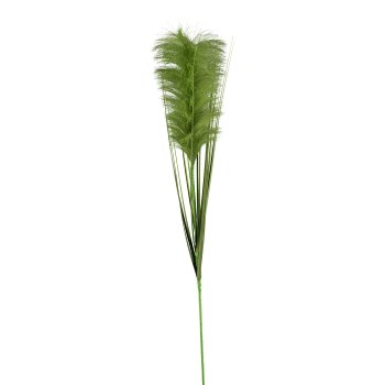 Pampas grass, 115cm, green