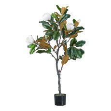 Magnolienbaum, 121 cm, weiß