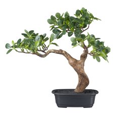 Bonsai Ficus, 32 cm, grün