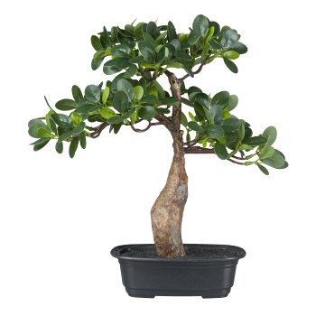 Bonsai Ficus, 35cm, green