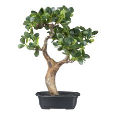 Bonsai Ficus, 37 cm, green