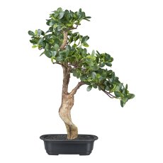 Bonsai Ficus, 52 cm, green