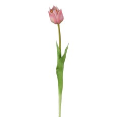 Wild Tulpe, rosa, 47cm