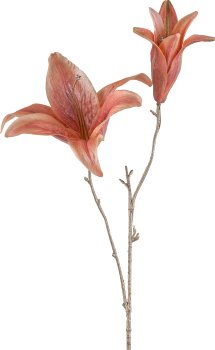 Lilie, 67cm, zimt