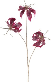 Gloriosa, 83cm, magenta