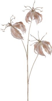 Gloriosa, 83cm, beige