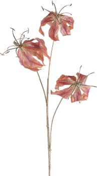 Gloriosa, 83cm, zimt