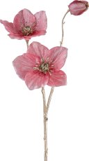 Christrose, 56cm, pink