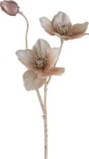 Christrose, 56cm, beige