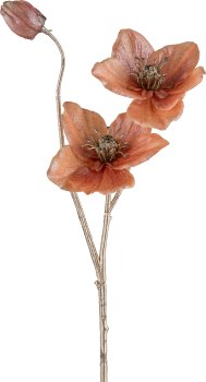 Christrose, 56cm, zimt
