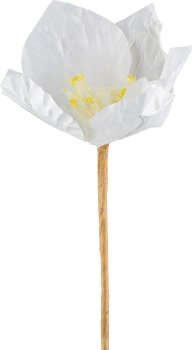 Papier Christrose, 49cm, weiss
