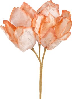 Papier Amaryllis, 56cm, apricot
