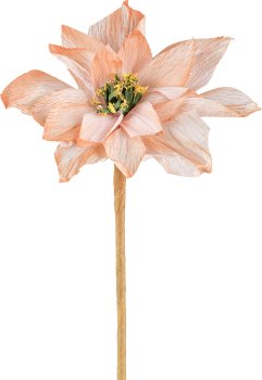 Papier Poinsettia, 44cm, apricot