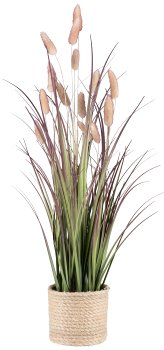 Lagurus grass in pot, 60cm, pink pepper