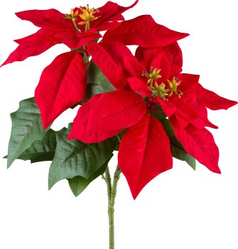 Poinsettia x2, 32cm, rot