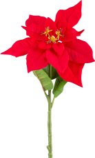 Poinsettia, 60cm, red